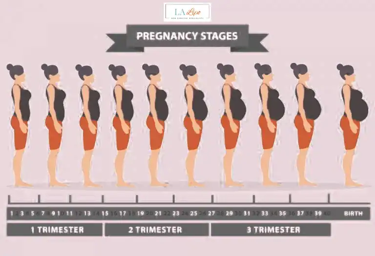 First Trimester (Weeks 1–12): Early Changes You Might Not Notice Busby